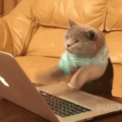 gif d'un chat qui tape rapidement sur son ordinateur pour illustrer une fonction interne qui prévient les équipes de la date de l'audit société à mission